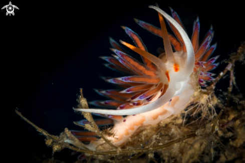 A Mediterranean Cratena peregrina nudibranch