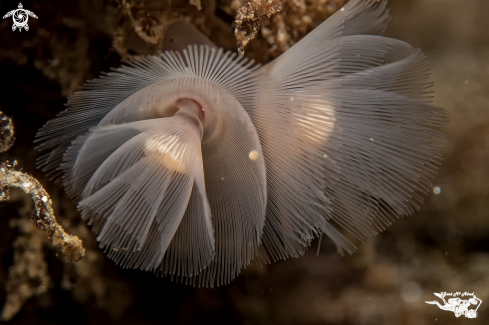 A Phoronis australis (5 mms) symbiotic with Cerianthus membranaceus  | Phoronis