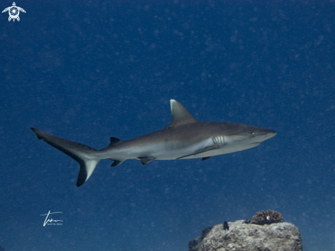 A Carcharhinus albimarginatus | Silvertip Shark