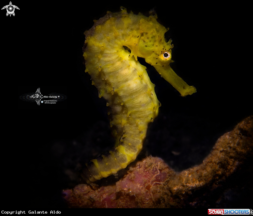 A Tiger Tail Seahorse