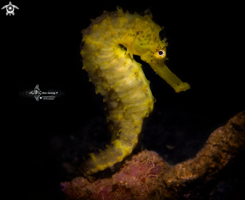 A Tiger Tail Seahorse