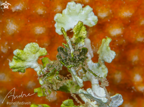 A Huenia heraldica | Decorator Crab