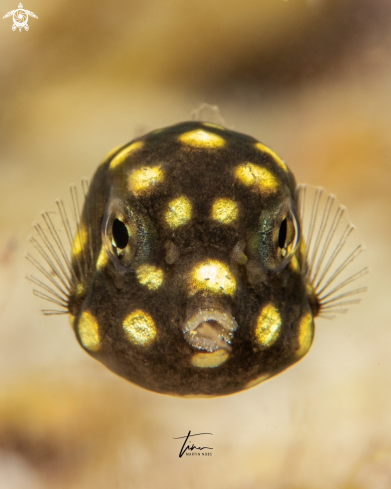 A Smooth Trunkfish