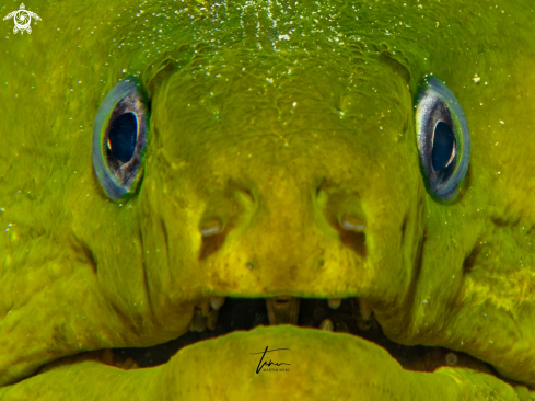 A Green Moray Eel