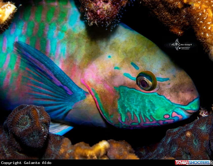 A Parrot Fish