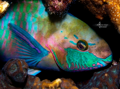 A Parrot Fish