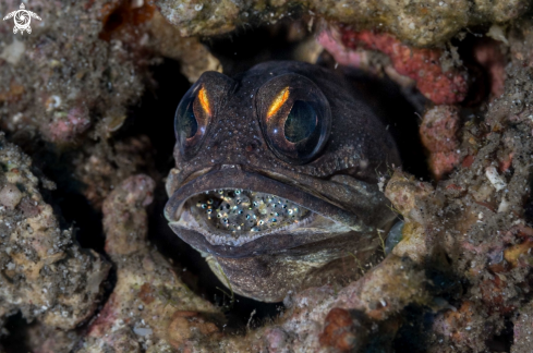 A Opistognathus randalli | Jawfish