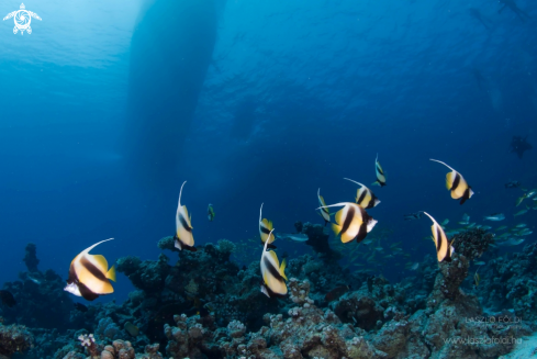 A Red Sea bannerfish