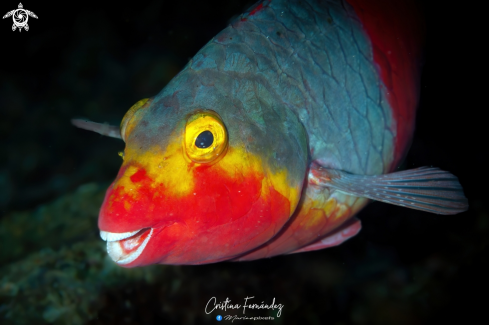 A Sparisoma cretense  | Parrotfish - Vieja colorada (female)