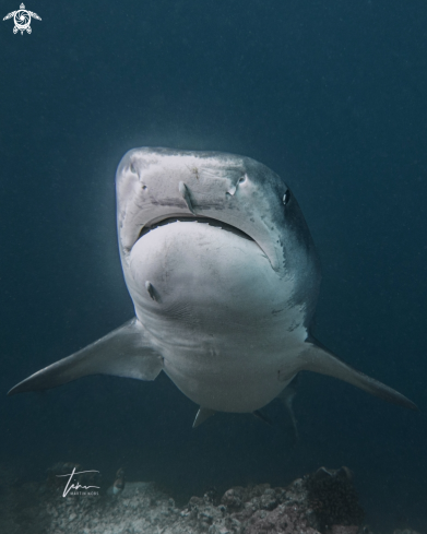 A Tiger Shark