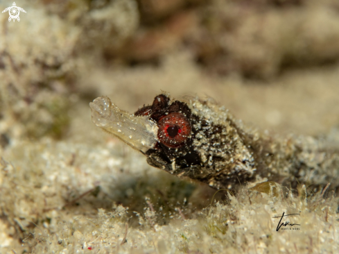 A Cosmocampus albirostris | Whitenose Pipefish