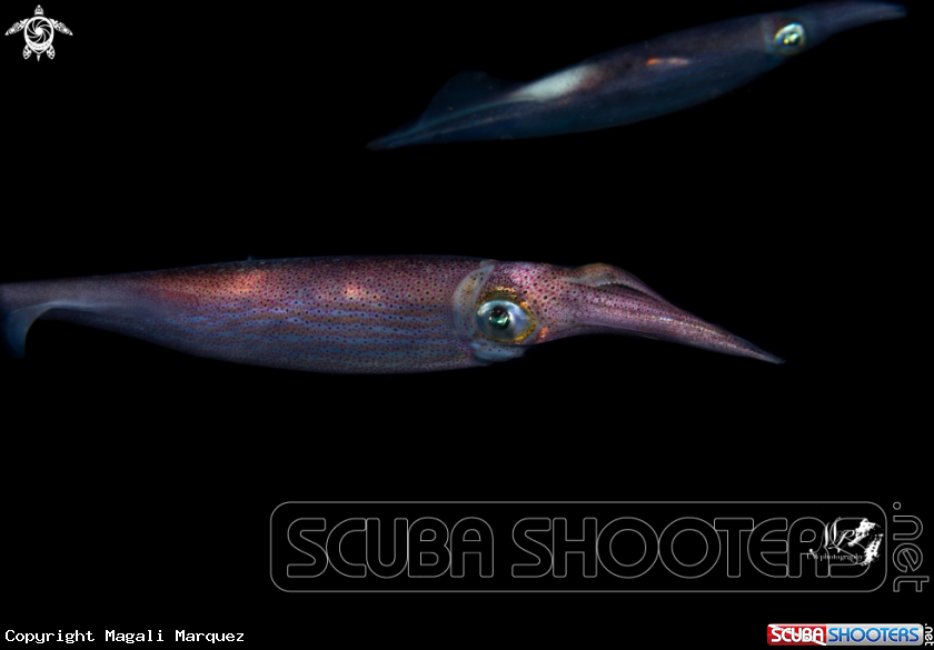 A Arrow squid 