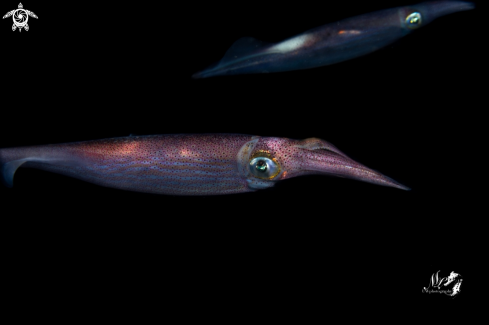 The Arrow squid 