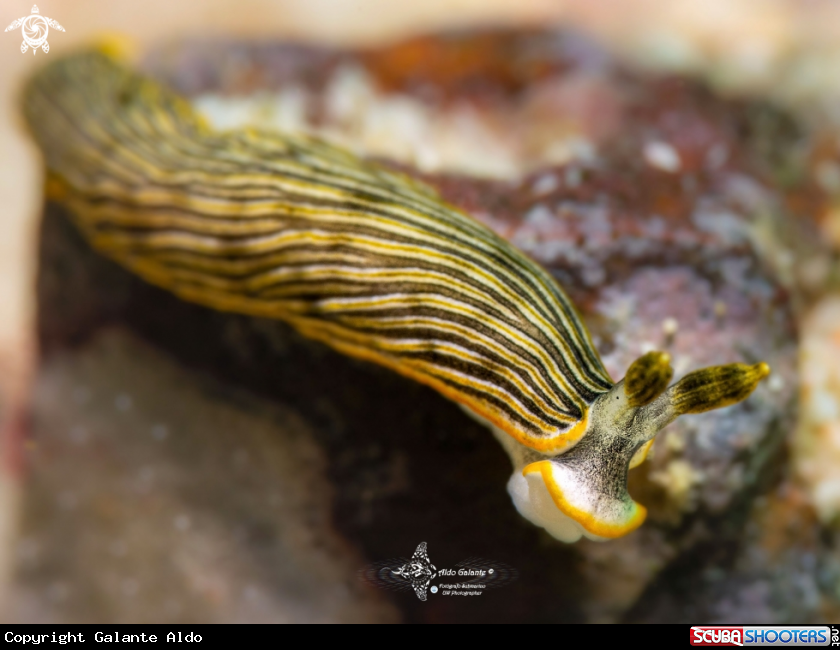 A Sea Slug (25 mm)
