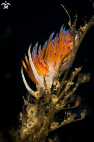 A Cratena peregrina nudibranch