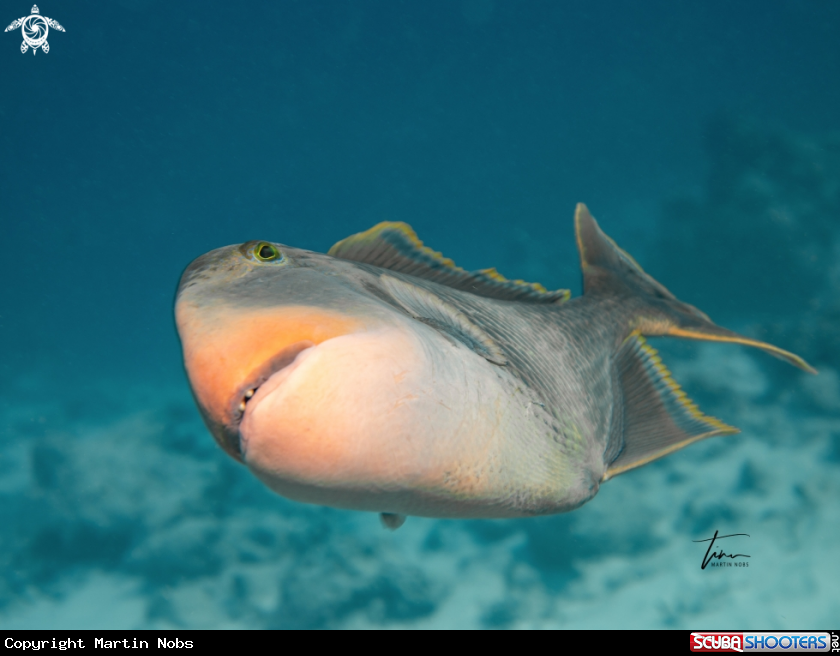 A Yellowmargin Triggerfish