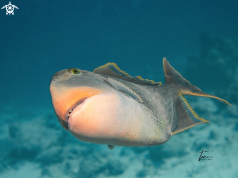 A Pseudobalistes flavimarginatus | Yellowmargin Triggerfish