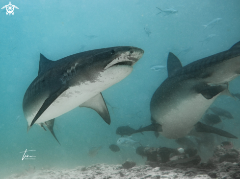 A Galeocerdo cuvier | Tiger Shark