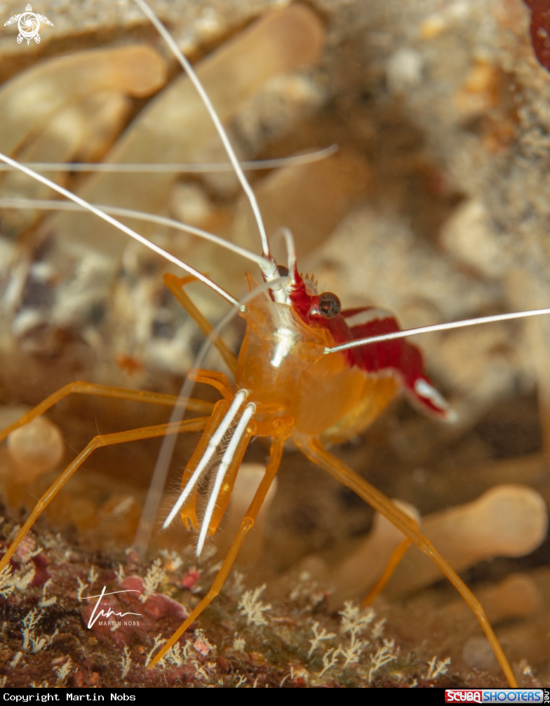 A Caribbean Cleaner Shrimp