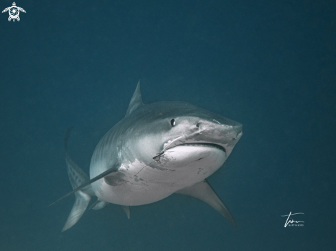 A Galeocerdo cuvier | Tiger Shark