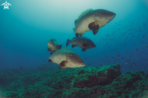 A Epinephelus marginatus