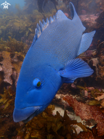 A Achoerodus viridis | Eastern blue groper