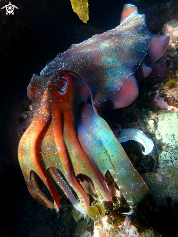 Australian giant cuttlefish