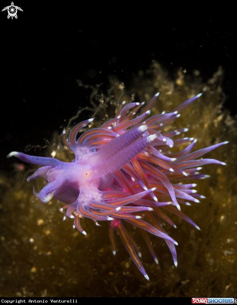 A Flabellina affinis nudibranch