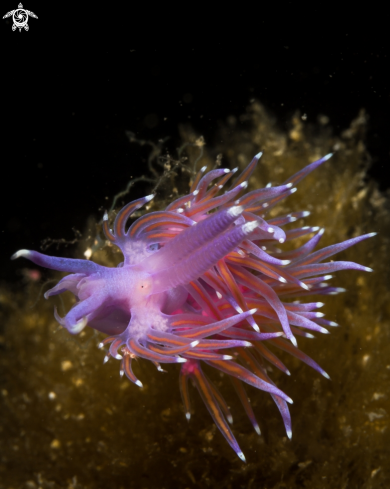 A Flabellina affinis  | Flabellina affinis nudibranch