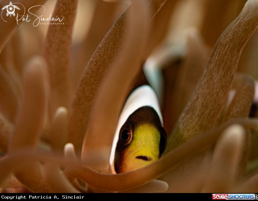 A Saddleback anemone fish