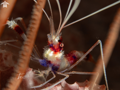 A Stenopus hispidus | Banded Coral Shrimp
