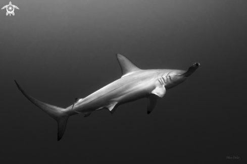 A Sphyrna lewini | Scalloped Hammerhead Shark