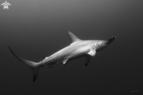 Scalloped Hammerhead Shark