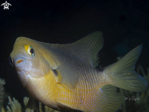 A Stegastes planifrons | Threespot Damselfish