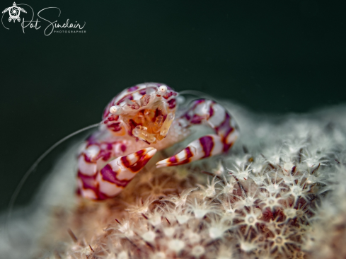 A Soft Coral Porcelain Crab