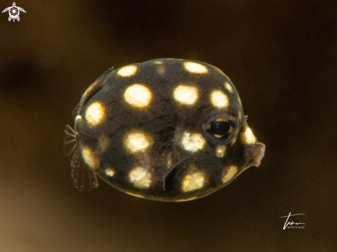 A Smooth Trunkfish