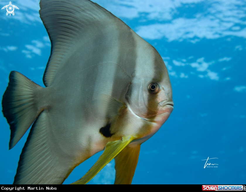 A Longfin Spadefish