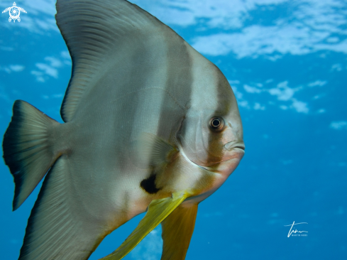 A Longfin Spadefish