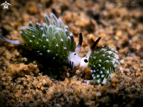 A Costasiella usagi | Two Shaun the Sheep nudis 