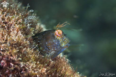 A Seaweed blenny