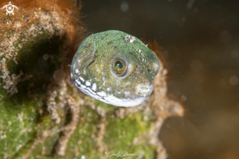 A Map Pufferfish