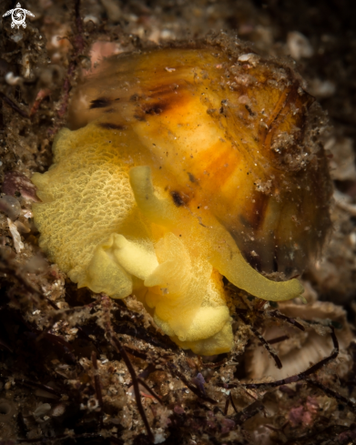 A Tylodin perversa nudibranch | Tylodina gialla
