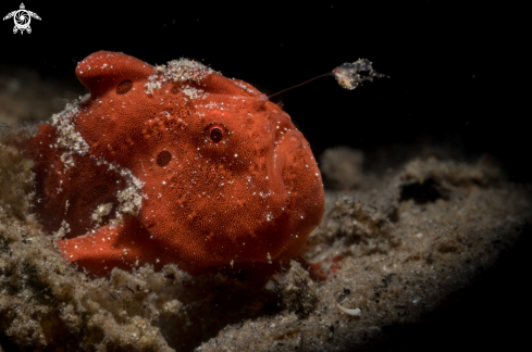 A Antennarius pictus | Painted frogfish