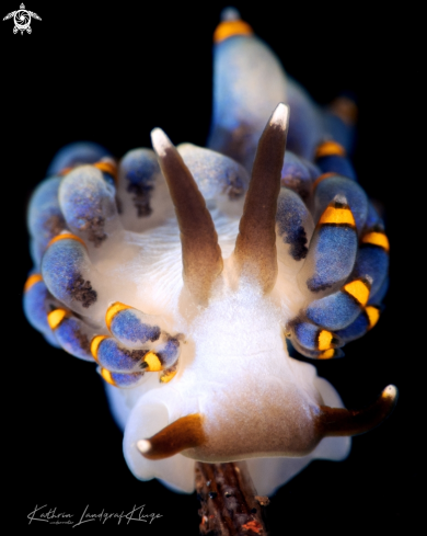 A Cuthona nudibranch