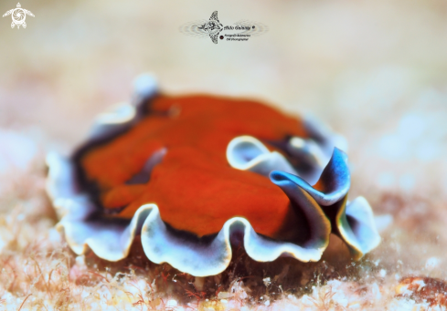 A Pseudoceros sp. | Flatworm