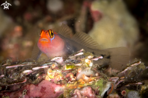 A Elacatinus punticulatus | Redhead goby