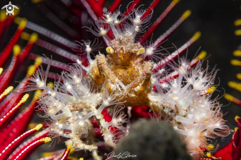 A Decorator Crab