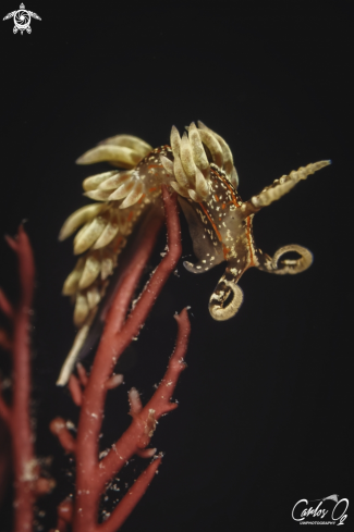 A Facelina rubrovittata | Nudibranch
