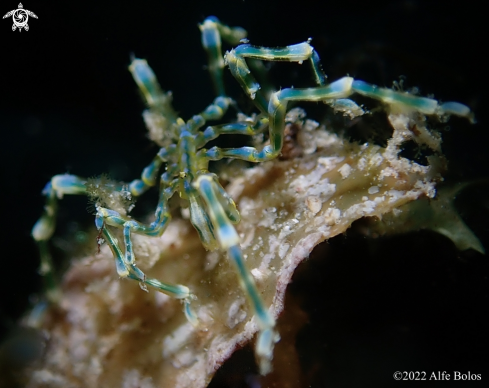 A Sea Spider