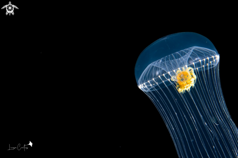 A Aequorea coerulescens | Crystal Jelly Fish